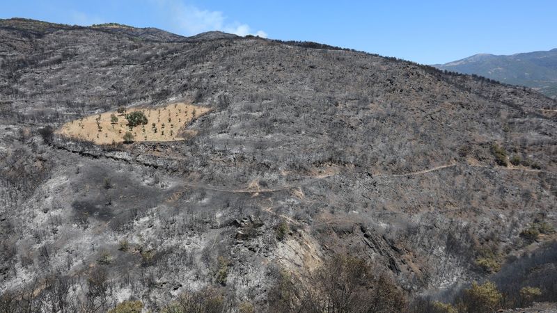 İzmir'de sürülmüş alan yangına geçit vermedi