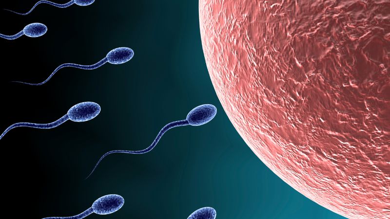 İnsan spermi ve yumurtası yakında laboratuvarlarda yetiştirilebilir