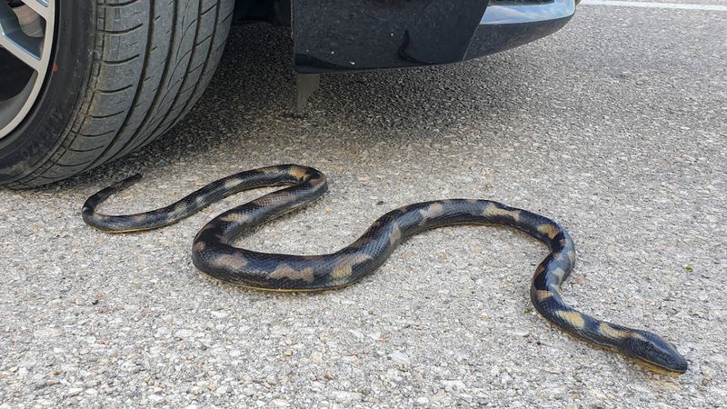 O kokuya dikkat! Meğer arabaya yılan girdiğinin işaretiymiş