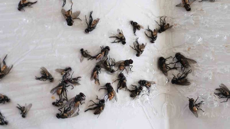 Artık sinekler uğramıyor: Çöp kutusuna atın, tüm yaz rahat edin