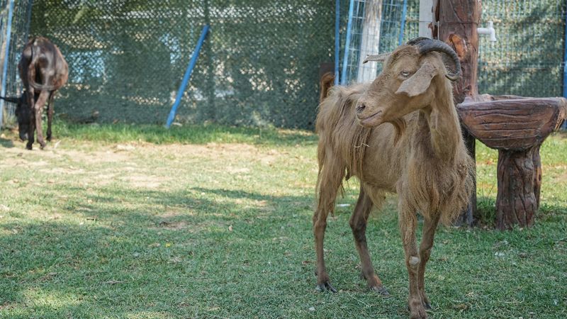 İzmir'de yangından kurtarılan hayvanlar Bursa'da tedavi altında
