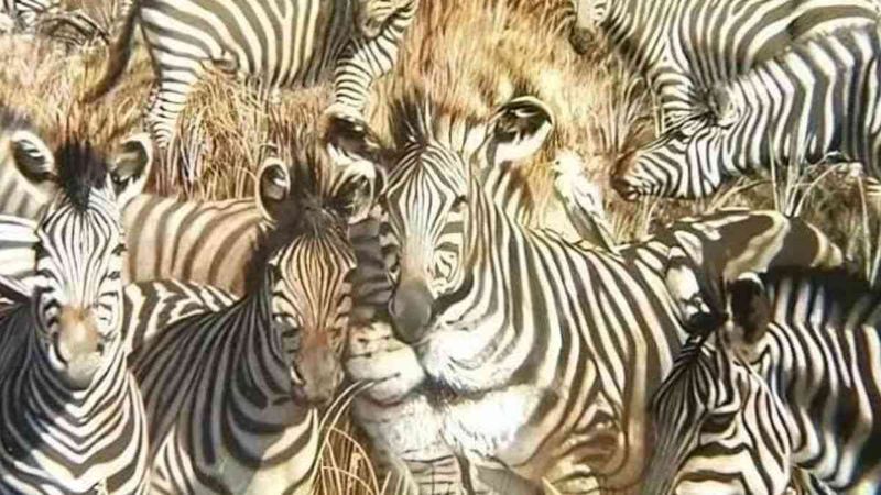 Kişilik testi: Aslan mı, zebra mı? İlk gördüğünüz şey bilinçaltınızı yansıtıyor...