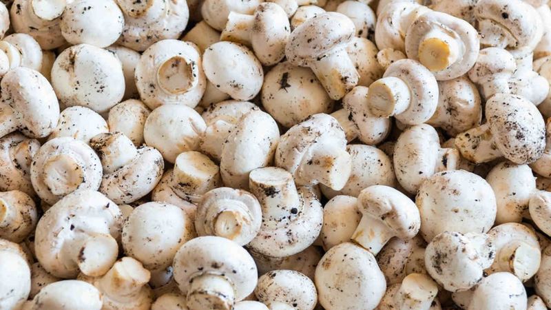 Salmonella tespit edildi! Marketlerde satılan mantarlar raflardan kalkıyor