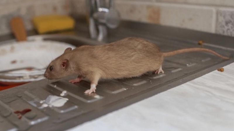 Ne zehir ne tuzak! Fareler bu kokuya dayanamıyor: Bir yaprak yeter