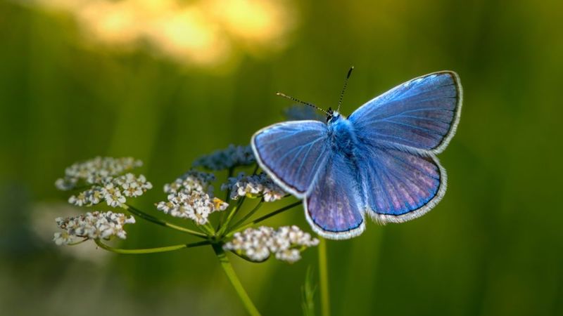 Srebrenitsa katliamında mavi kelebek ve ölüm çiçeği mucizesi