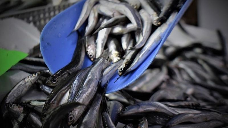 Hamsi yılın ilk yarısında 19 ülkeden alıcı buldu