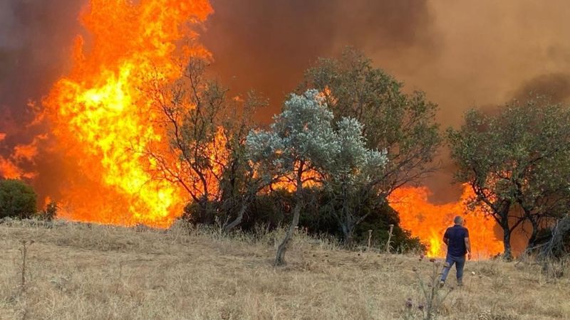 Ege'de çobanlığın yok olmaya başlamasıyla yangın riski daha da artıyor