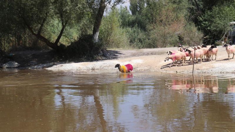 Denizli'de 8 asırlık geleneğe şap engeli