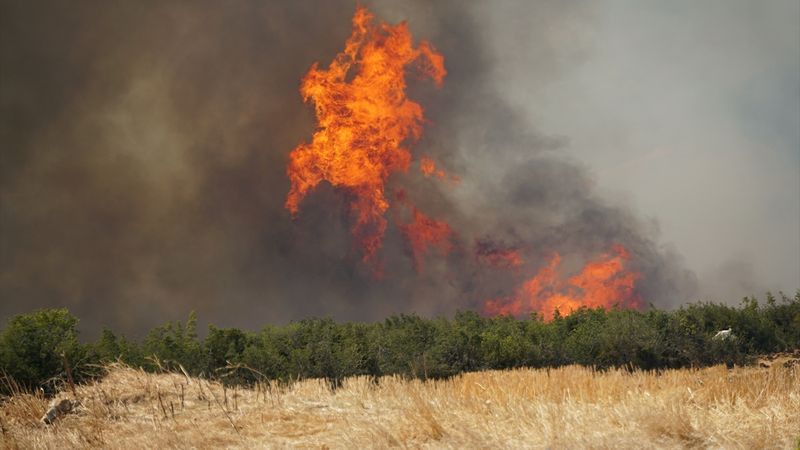 Tekirdağ Şarköy'de anız yangını ormana sıçradı