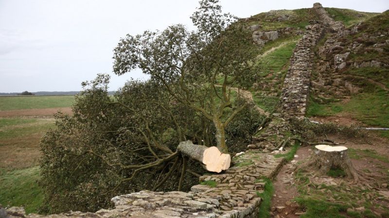 İngiltere'nin simge ağacı: Sycamore Gap'ı kesenlere hapis cezası