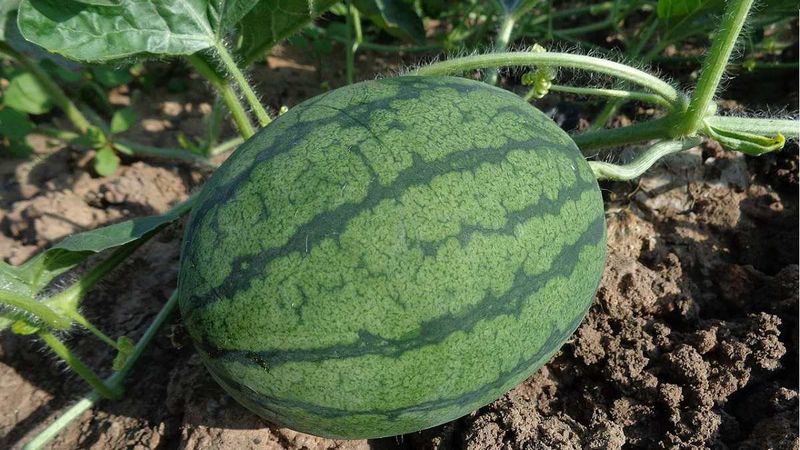 1 karpuz kaç günde yetişir? İşte gün sayısı...