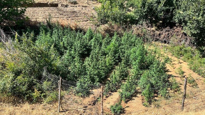 Bingöl’de bin 651 kök Hint keneviri ele geçirildi