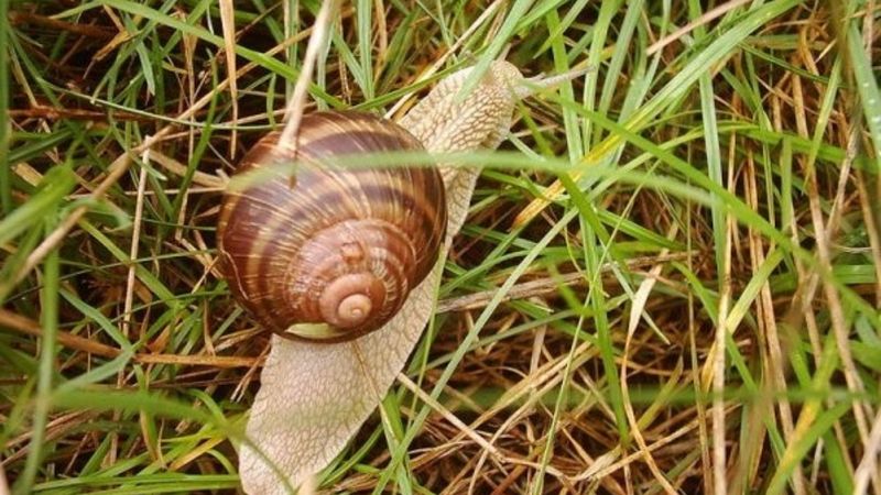 Bitki köklerine dökmek yetiyor, salyangoz derdinden kurtarıyor