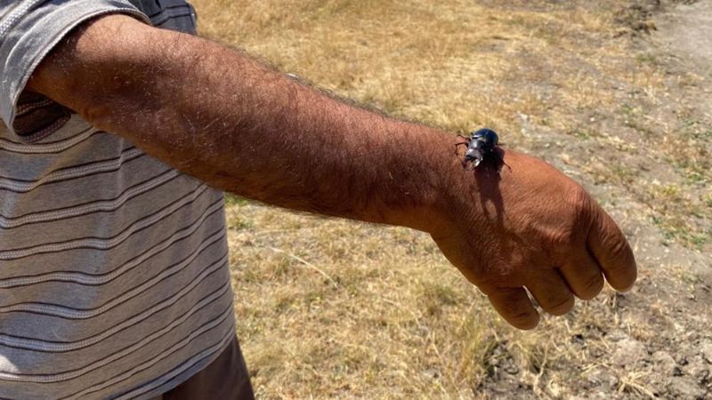 Öldürmenin cezası 557 bin TL: Duyan elini bile sürmüyor...