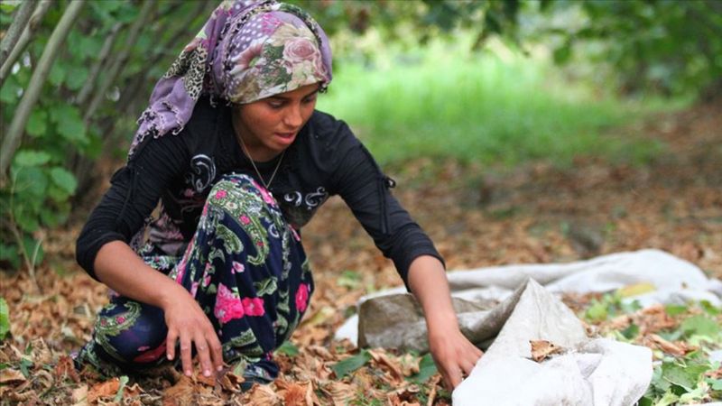 Trabzon’da fındık işçilerine ödenecek rakam açıklandı