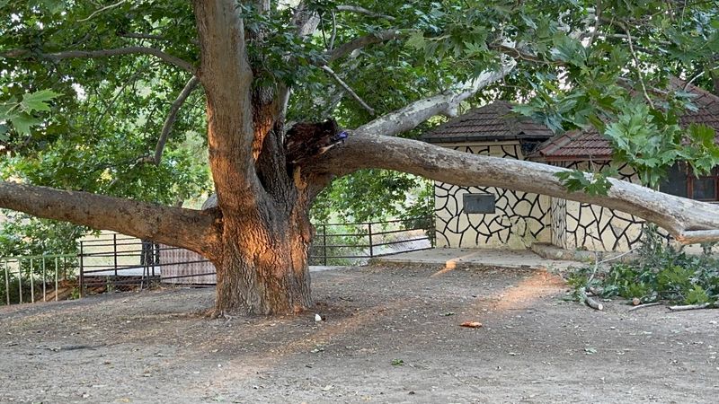 Konya'da ağacın dalı vatandaşların üzerine devrildi: 11 yaralı