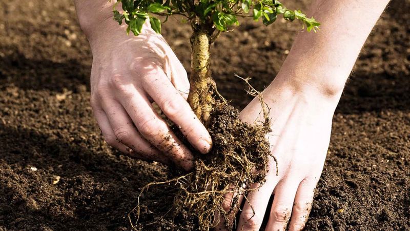 Yangından sonra o bölgelere meyve ağacı dikilmiyor: İşte sebebi