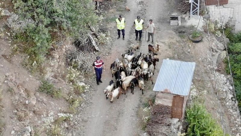 Artvin kaybolan 30 küçükbaş hayvanı bulmak için drone ile arama yapıldı