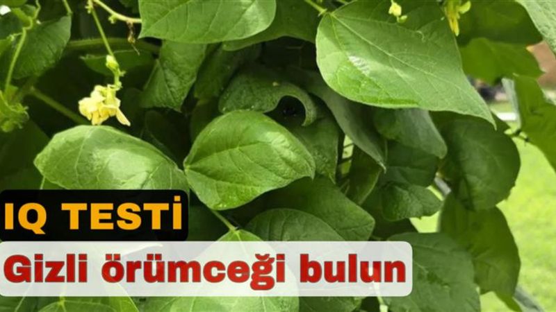 Üstün zeka testi: Örümceği gören 