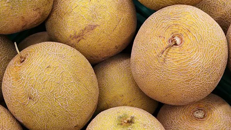 Kavun alırken dikkat! Kabuğundaki bu işaret bakteri olduğunu gösteriyormuş