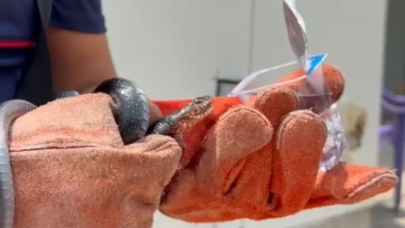 Osmaniye'de ilginç olay: Yakaladığı yılana su içirdi