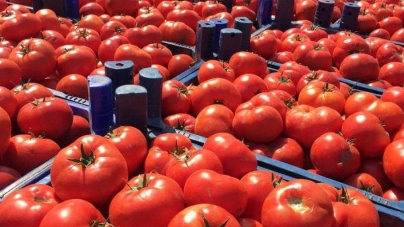 Dikkatli olun uyarısı yapıldı: Domatesler bakteri riski taşıyor!