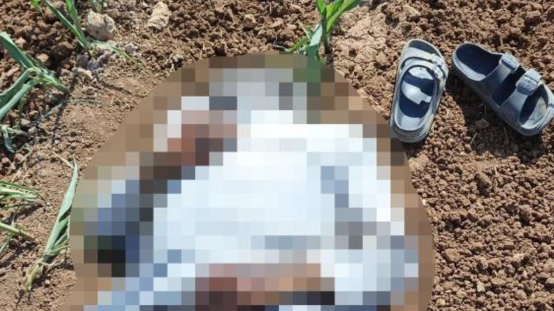 Şanlıurfa'da mısır tarlasında erkek cesedi bulundu