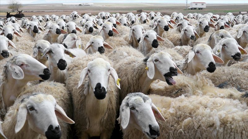 TİGEM Amasya'da 2 bin kuzu satacak