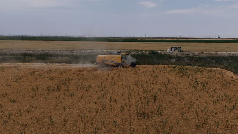 Konya Ovası’nda, kuraklık ve don tehlikesi: 1 milyon ton rekolte düşüşü bekleniyor