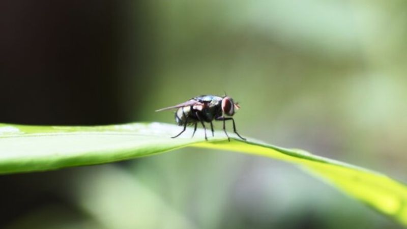 Sinekler hangi kokulara gelmez? İşte sinek kovucu doğal kokular
