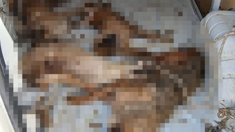 İzmir'de sokak hayvanı nakli faciayla sonuçlandı