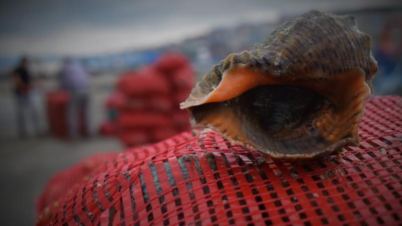 Deniz salyangozu ihracatı 6 ayda 4,5 milyon dolar kazandırdı