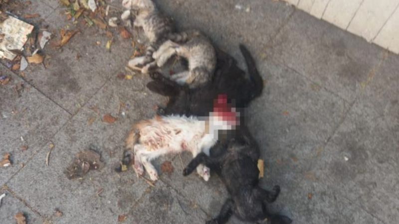 İstanbul'da yavru kediler öldürülmüş olarak bulundu