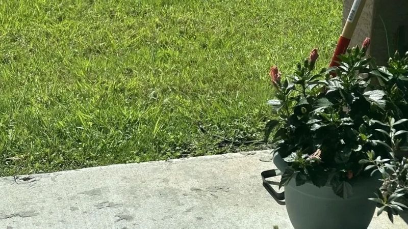 Zihin Testi: Gizli Yılanı Sadece 139 IQ Üstü Olanlar Fark Ediyor