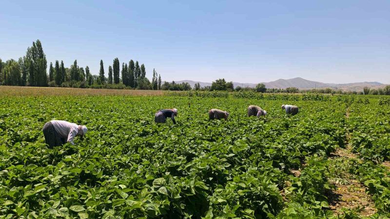 Hasadı başladı, tam yemeklik! Kilosu 15-20 TL...