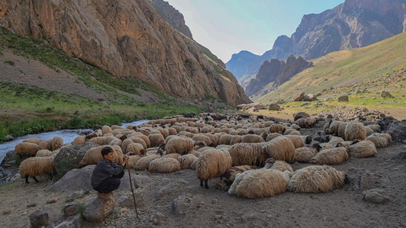 Karnelerini alan çocuklar, Hakkari'nin yaylalarında göçer ailelerine destek oluyor
