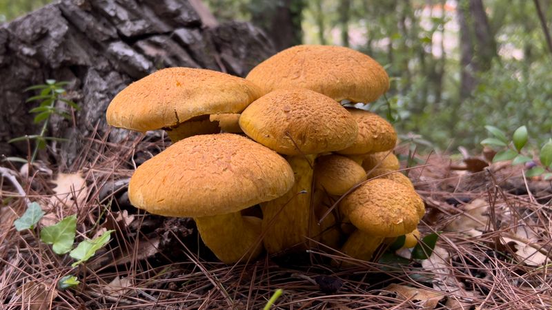 Kesinlikle tüketilmemesi gereken 4 mantar türü