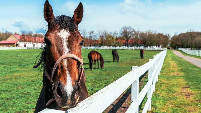 Hafta sonu ne yapsak diyenlere: İstanbul’un en keyifli at çiftlikleri
