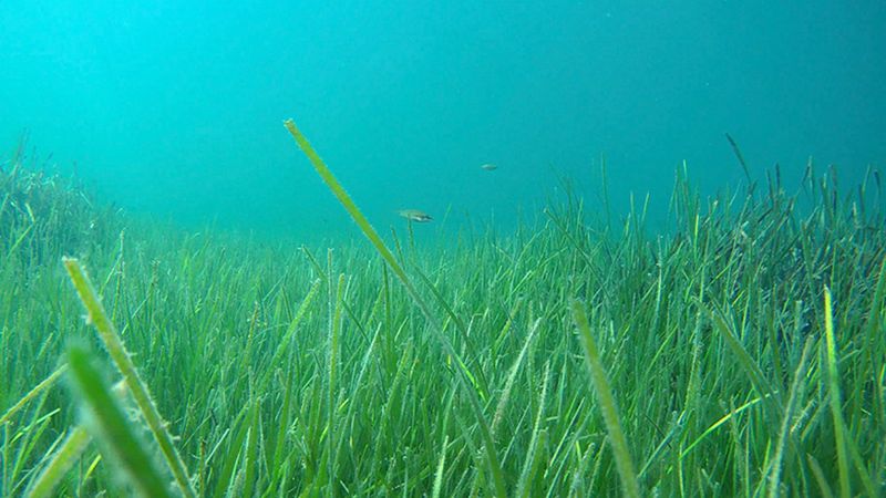 Marmara Denizi çalışmalarından sevindiren haber: Müsilaja rastlanmadı