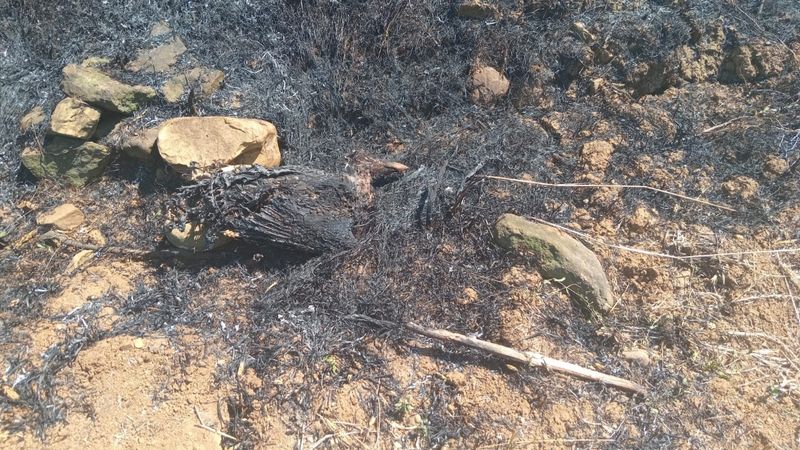 Samsun'da kartalın elektrik tellerine çarpmasıyla çıkan yangın söndürüldü