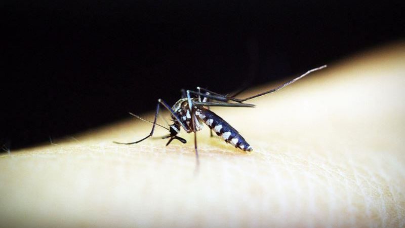 Çin'de 4 binden fazla kişiye sivrisinek kaynaklı chikungunya virüsü bulaştı