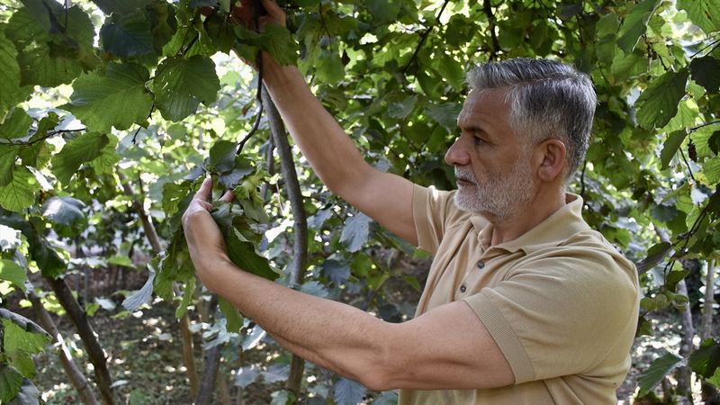 Karadeniz’de fındık hasadı öncesi bahçelerde son hazırlıklar başladı