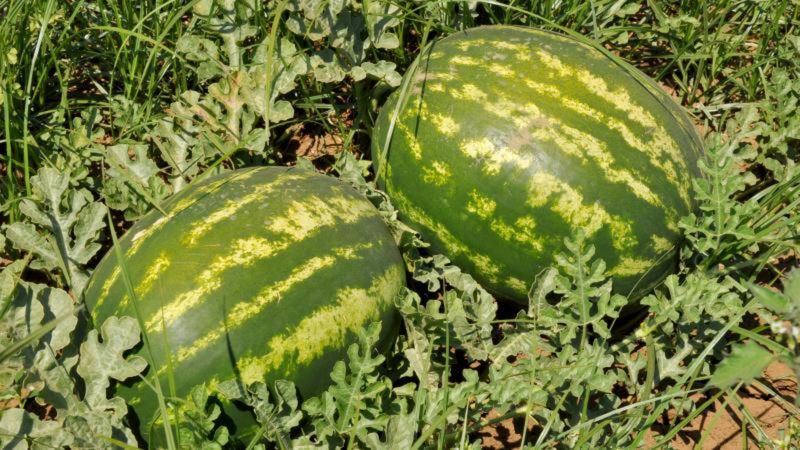 Temizlenmeyen kavun ve karpuz gıda zehirlenmesine yol açabiliyor