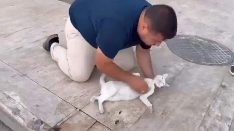 Niğde'de otomobilin çarptığı kediyi suni teneffüs ve kalp masajı ile kurtarmaya çalıştı