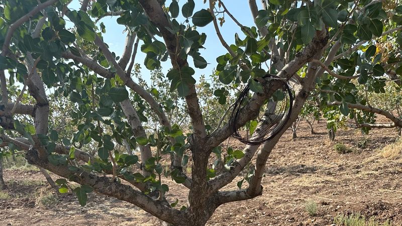 Siirt'te fıstık bahçelerinde aşırı sıcaklık alarmı