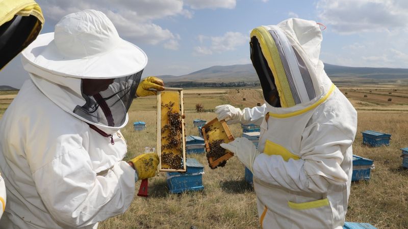 Kars'ta 2025'te 1.800 ton bal rekoltesi bekleniyor