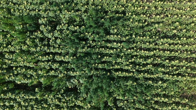 Kenevir operasyonu! Samsun'da 5 bin 230 kök ele geçirildi