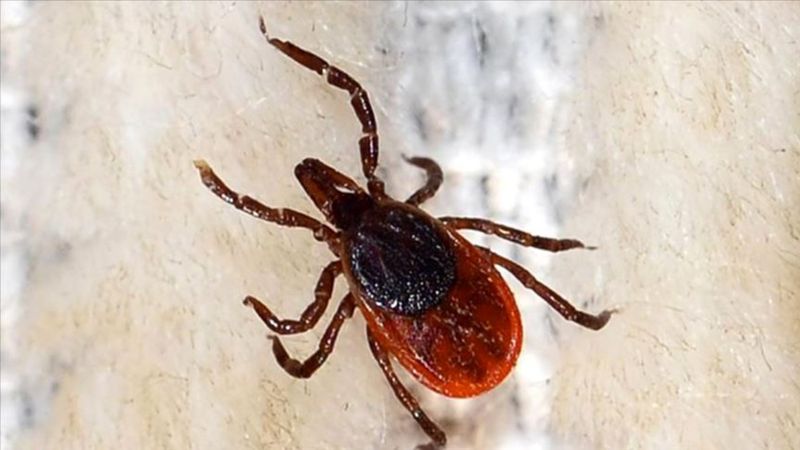 Sivas'ta kene kabusu: Ölenlerin sayısı 12'ye yükseldi