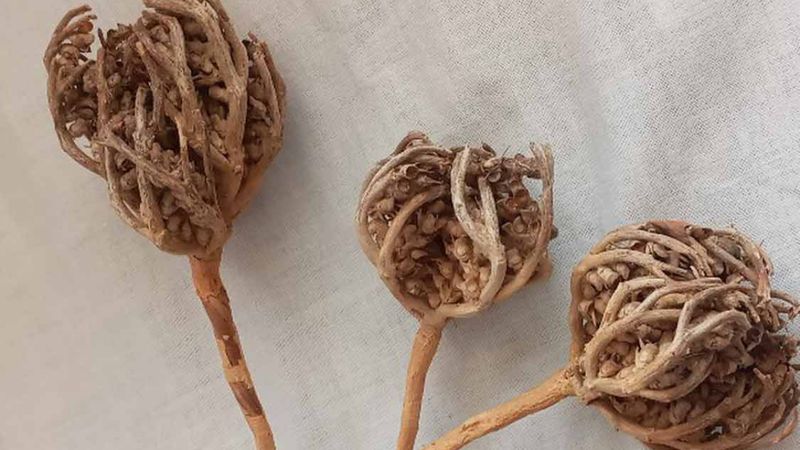 Anne adaylarının vazgeçilmezi Meryem Ana otu