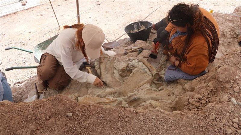 Çankırı'da 9 milyon yıllık fil, gergedan ve zürafa fosili bulundu